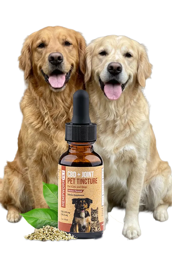CBD for Dogs